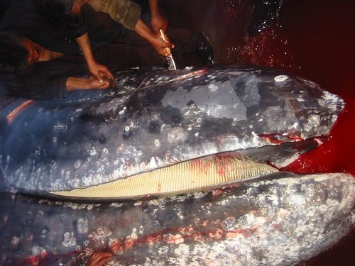 whaling Neshkan grey whale 02 (C) kentish Plover_Flickr.jpg