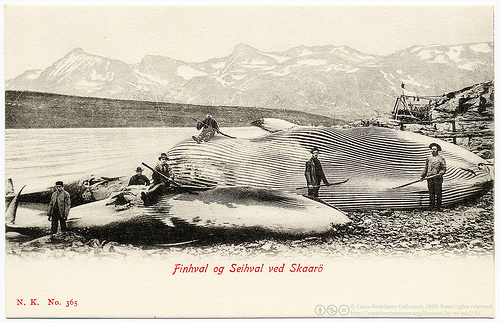 whaling_(C)_postaletrice_FLickr.jpg