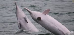 A Hong Kong, le dauphin blanc de Chine serait menacé, alertent les scientifiques.