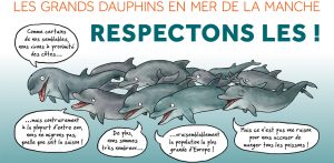 Le Groupe d’Etudes des Cétacés du Cotentin a lancé en 2015 une campagne d’information concernant la présence de grands dauphins au large des côtes normandes (crédit photo : GECC)