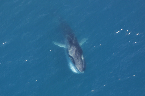 Vue aérienne d'un rorqual commun s'alimentant