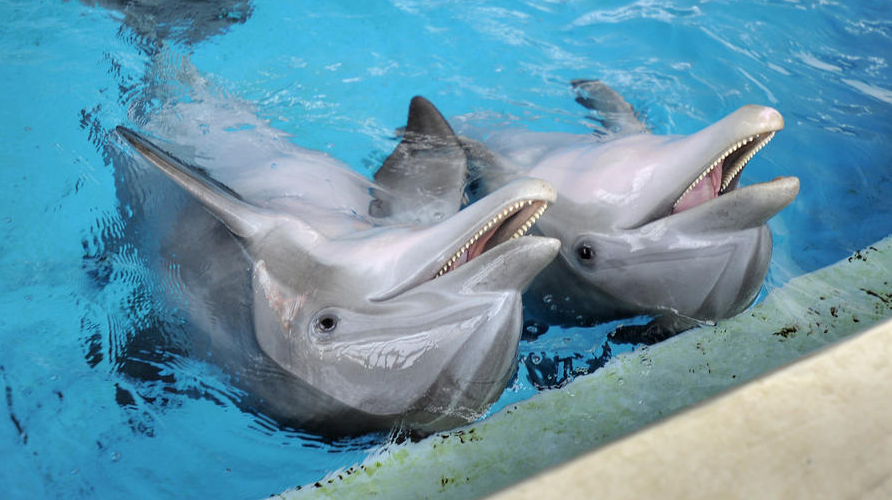 Les dauphins Tursiops Chesapeake et Maya pendant une session d'entraînement à l'Aquarium National de Baltimore. (Lloyd Fox, Baltimore Sun)