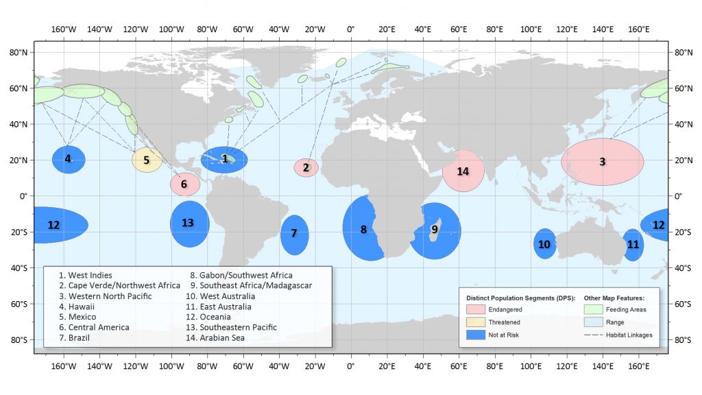 Distribution mondiale des différentes populations de baleines à bosse © NOAA