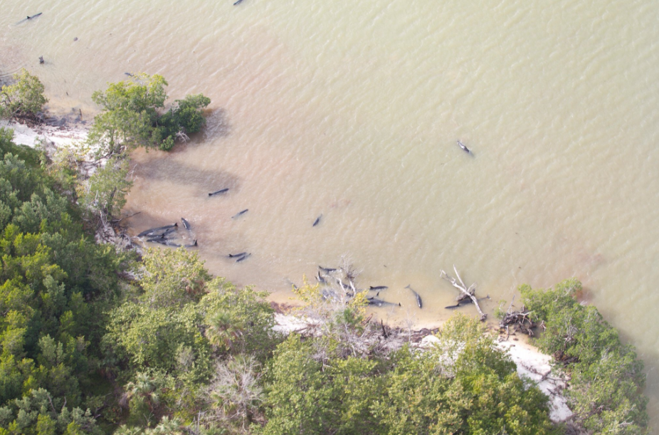 Plus de 80 fausses orques ont trouvé la mort mardi 17 janvier 2017 après s'être échouées dans un mangrove de Floride. - Parc national des Everglades