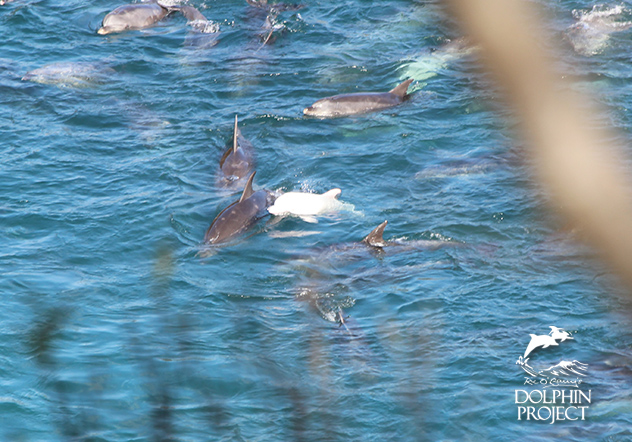 Angel et son groupe piégés dans la baie de Taïji, au Japon. Crédit : DolphinProject.com