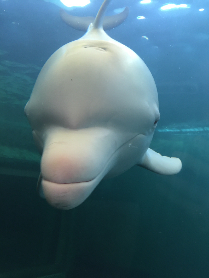 Un « Ange » parmi les hommes, au Taiji Whale Museum. Crédit : DolphinProject.com