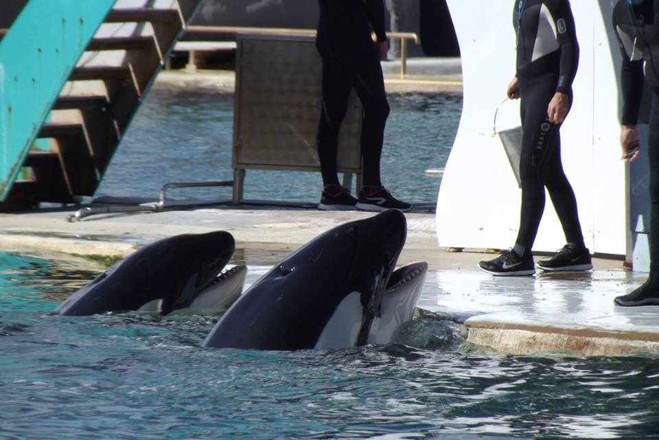 promotion rencontre avec les dauphins marineland