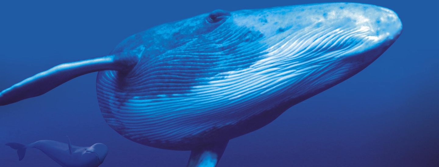 Grande Galerie de l’Evolution, Paris (75) le 26 Octobre 2008 : Exposition « Incroyables Cétacés »