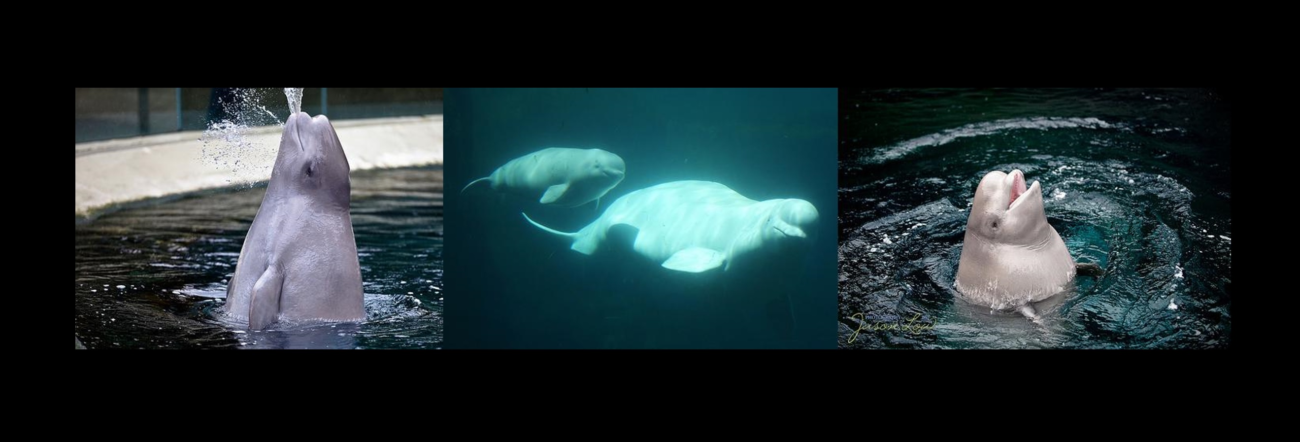 Canada : décès de Nala, jeune béluga, à l’Aquarium de Vancouver…