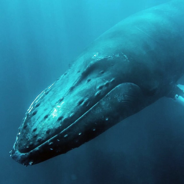 Madagascar. Elle tente de percer le mystère des baleines à bosse…