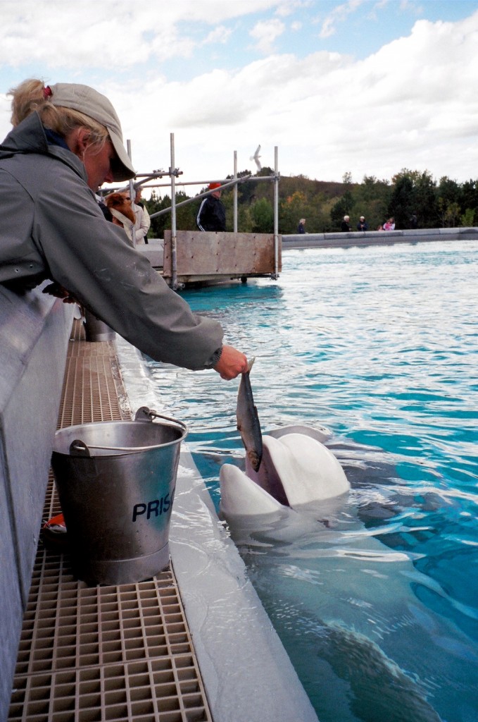 Canada – Réponse de Marineland au projet de loi privé déposé par le sénateur Moore…