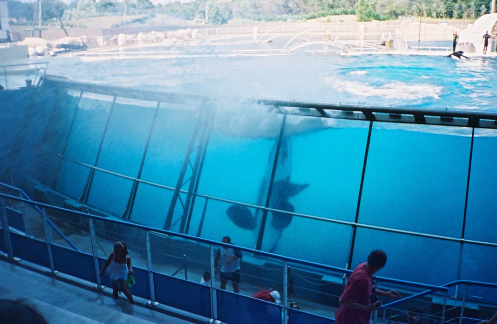 Freya, la plus vieille orque de Marineland, est morte…