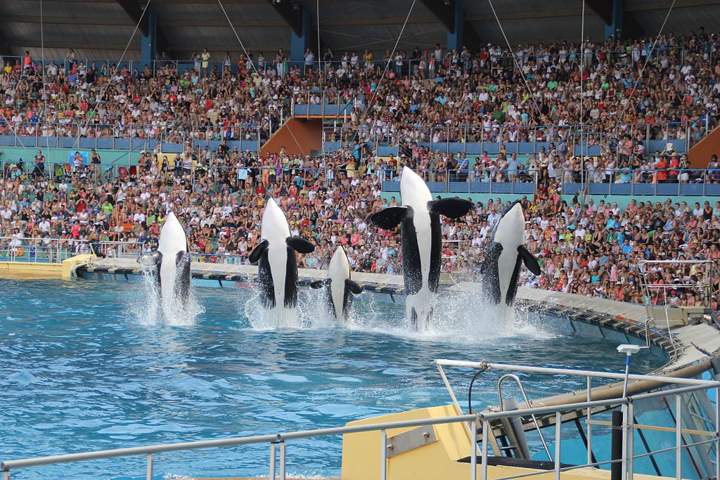 Marineland : les associations se mobilisent pour connaitre la vérité ! Communiqué de Presse