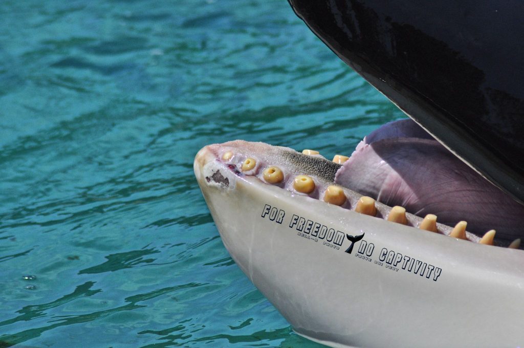 L'orque Wiki blessée et n'ayant quasiment plus de dents.