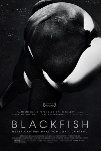 blackfish-large-picture