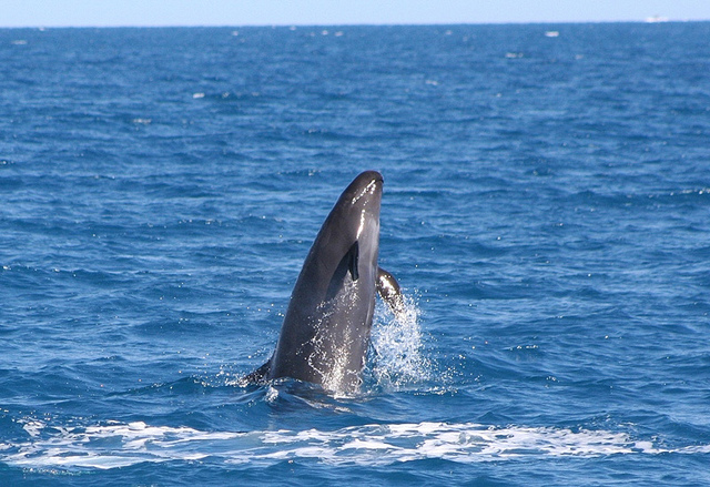 (c) Blue dolphin Marine Tour _ FLickr.jpg