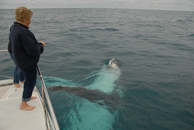 (c) Blue dolphin Marine Tour_ FLickr.jpg