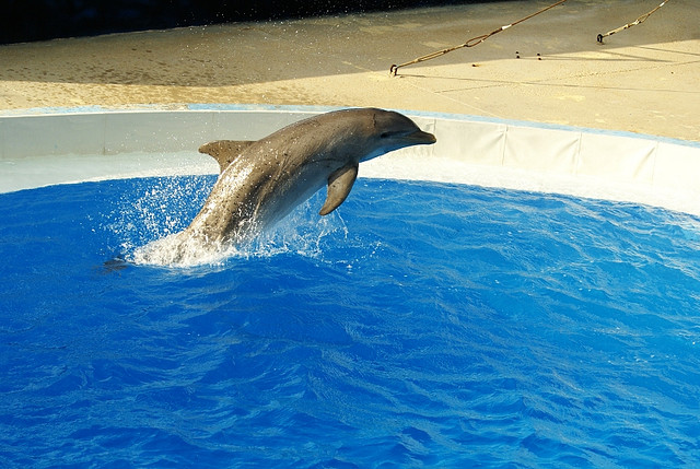 (c) CaptiveDolphins-vs-WildDoplhins - 2.jpg