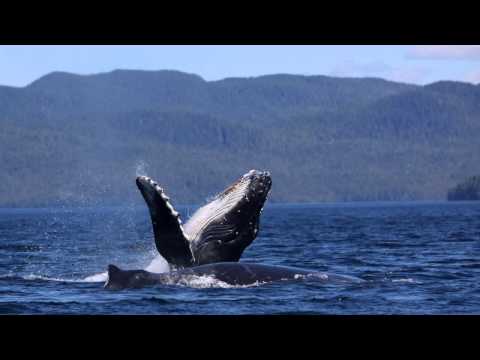 Le chant du rorqual à bosse…