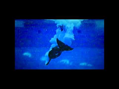 Blackfish est le film sur les orques captives ! John Hargrove nous en parle…