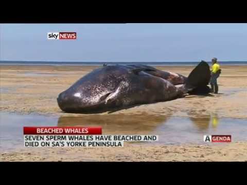 Vidéo – Australie : six cachalots meurent échoués sur une plage…