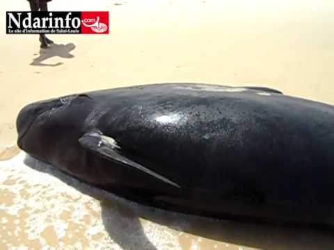 Vidéo – Sénégal – Une baleine sauvée par des écogardes, au parc national de la Langue de Barbarie….