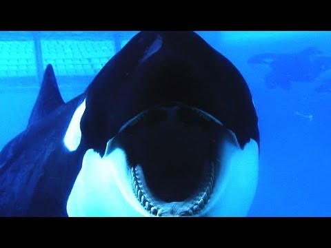 Orques en captivité : l’effet «Blackfish» peut-il gagner Marineland ?