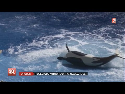 Vidéo – Face aux critiques, SeaWorld va agrandir les delphinariums de ses orques…