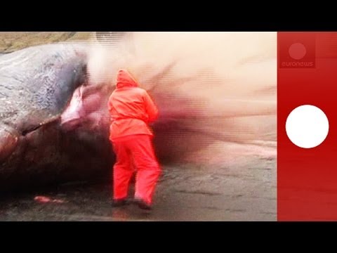 Vidéo – Un énorme cachalot de 15 mètres s’échoue sur une plage de San Francisco…