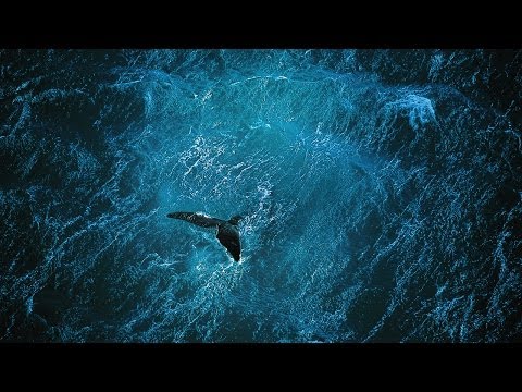 Vidéo – Le film «Planète Océan» disponible sur le Web… !