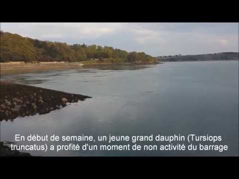Vidéo – Bretagne : un dauphin piégé dans le barrage de la Rance…