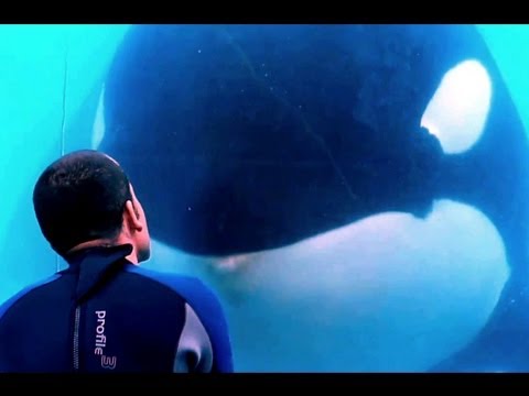 Faut-il libérer les orques en captivité ?