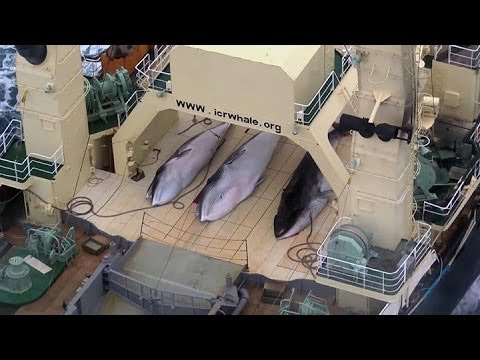 Vidéo – Victoire !!! La chasse à la baleine dans l’Antarctique interdite pour le Japon… !