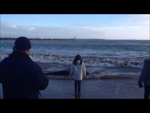 Vidéo – Saint-Nazaire (Pays de la Loire) : un dauphin échoué sur la plage…