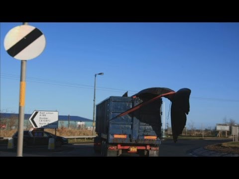 Vidéo – La carcasse de près de 14 mètres d’un cachalot transporté en camion sur des routes d’Écosse…