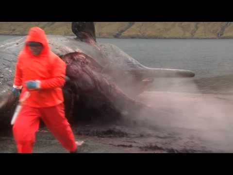 Vidéo  – Iles Féroé : échouage d’un cachalot…