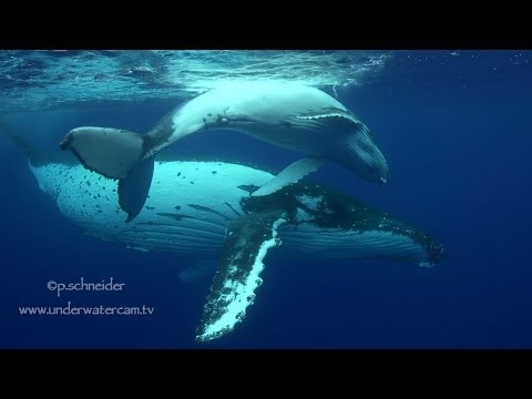 Concours vidéo-photo : le jury ému par la « petite fille à la baleine » …