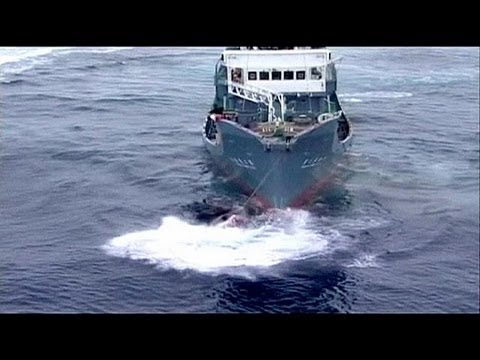 Vidéo – La chasse à la baleine du Japon se retrouve devant un tribunal de l’ONU…
