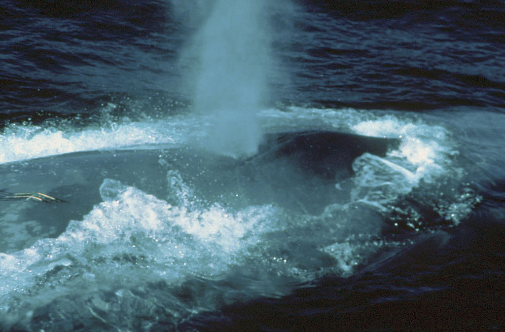 1024px-Bluewhale_300.jpg