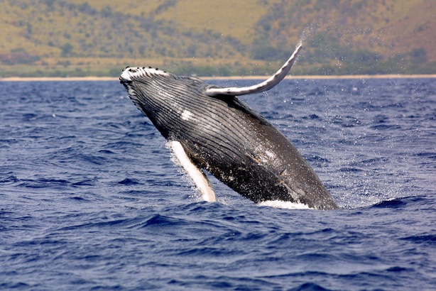 1024px-Humpback_whale_noaa.jpg