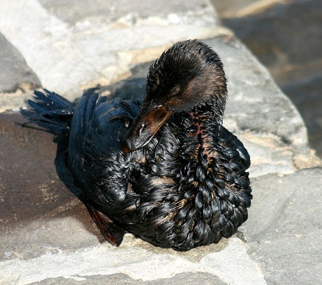 1024px-Oiled_bird_3.jpg