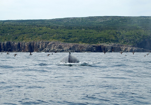 1280px-Humpback_diving_off_Bay_Bulls.jpg