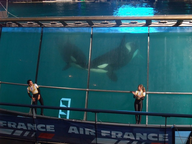 1280px-Marineland_Antibes_-_009.jpg