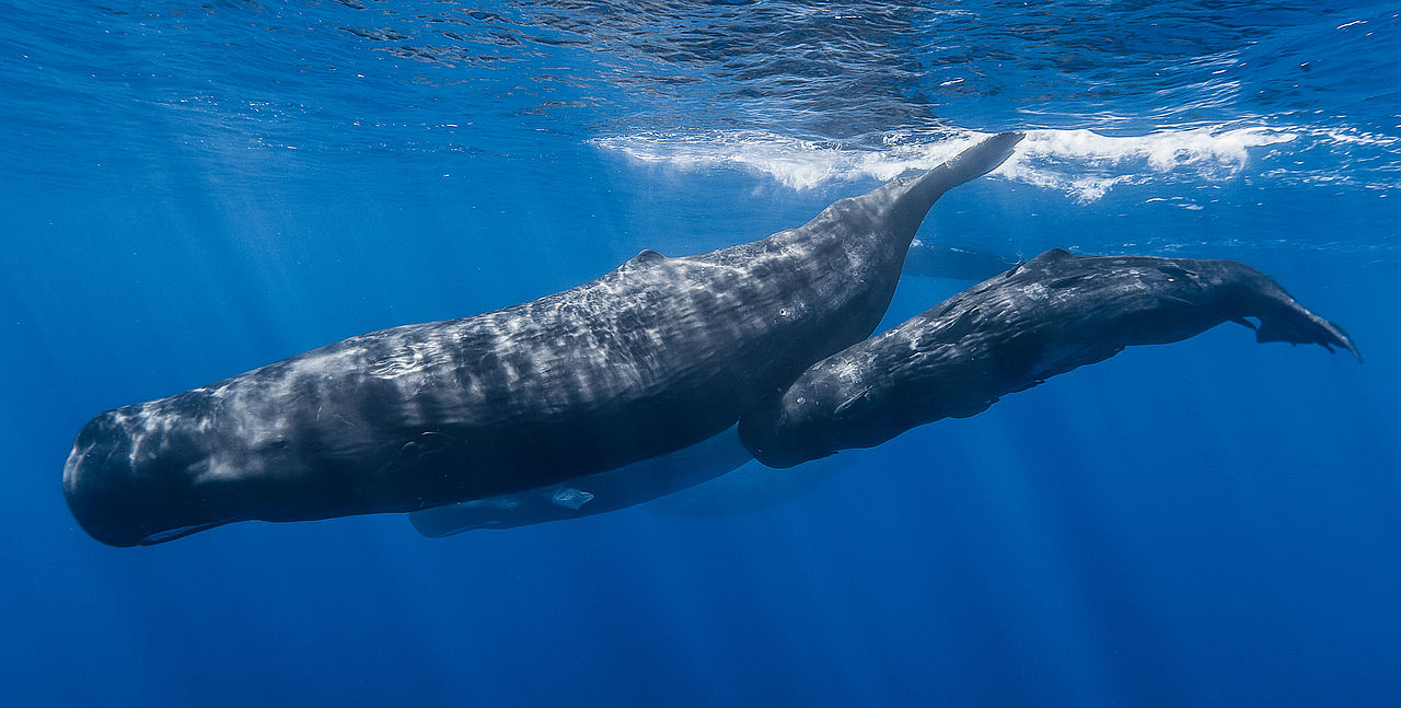 1280px-Sperm_whale_pod.jpg