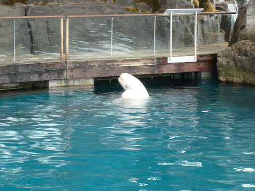 14_10_06- Beluga (C) Gregmote_Flickr.jpg