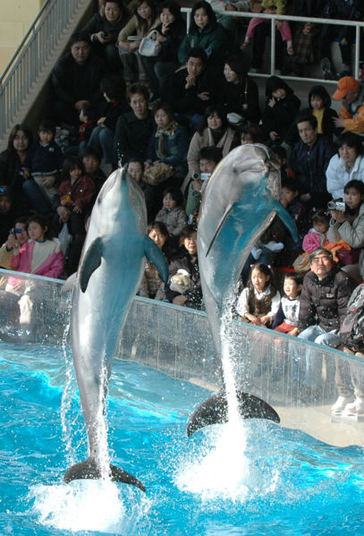 407px-Dolphin_show01.jpg