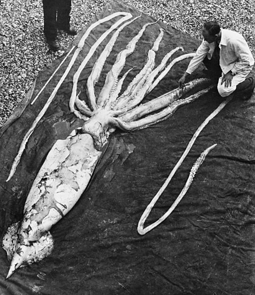 519px-Giant_squid_Ranheim2.jpg