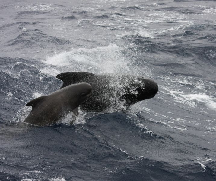 716px-LF_Pilot_Whale_Goban_Spur (C) wikipedia_Commmons.jpg