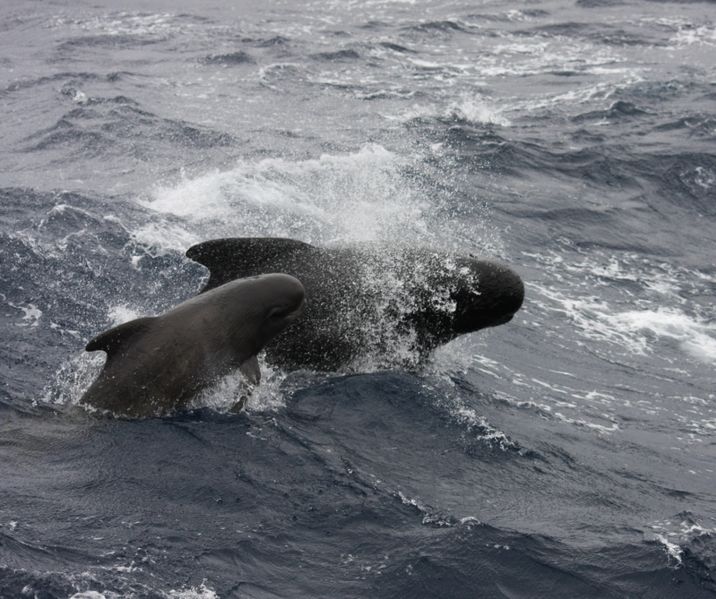 716px-LF_Pilot_Whale_Goban_Spur 24 10.jpg