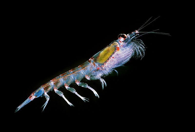 800px-Antarctic_krill_(Euphausia_superba).jpg